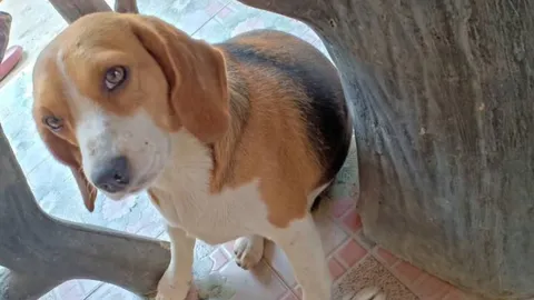 เผยคำให้การเพื่อนบ้าน ไม่ปักใจเชื่อ "ยายหนุ่ย" เป็นมือฆ่าแล่เนื้อบีเกิล