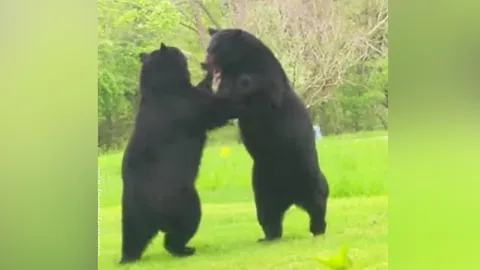 การต่อสู้ของหมีดำ