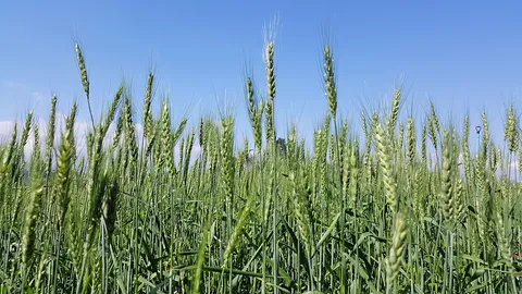 ข้าวสาลีต้านราสนิม