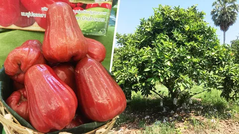 ชมพู่เพชรคลองหาด