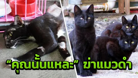 ความเชื่อผิดๆ "ทำร้ายแมวดำ" โดนไล่ส่ง ทุบตีจนพิการ ไร้บ้านรับเลี้ยง  