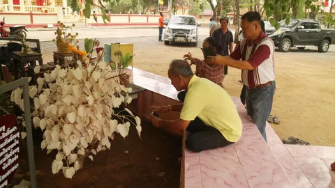 แห่ขอโชค "ใบโพธิ์" จากชมพูเป็นขาวงามสะพรั่ง ใช้มือถือชักภาพเห็นเลขเด็ด