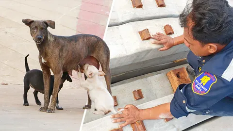 แม่หมาน้ำตาซึม ลูกติดใต้กองหมอนรองรางรถไฟ 2 วัน ช่วยได้รีบปรี่ดูดนม