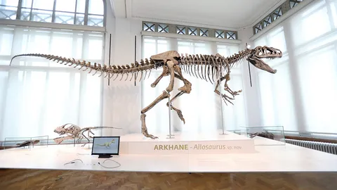 โครงกระดูกไดโนเสาร์ จัดแสดงสายพันธุ์ใหม่ที่ใหญ่ที่สุดในยุโรป