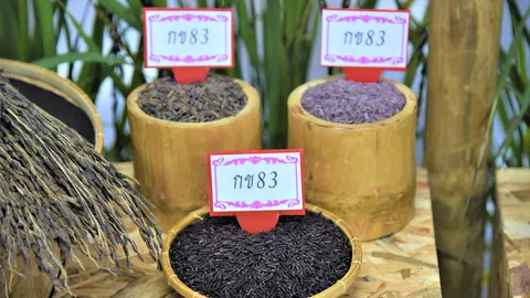กรมข้าวเตรียมเปิดตัว "มะลิดำหนองคาย 62" พันธุ์ข้าวเฉลิมพระเกียรติ ร.10