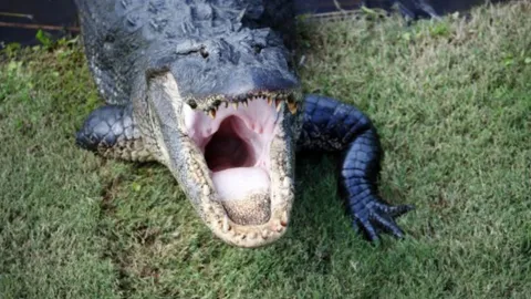 หนุ่มซิมบับเวทอดแหในแม่น้ำ จระเข้พุ่งกัดเจ้าโลกขาดทั้งพวงดับอนาถ