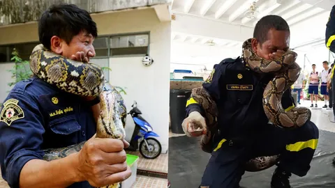 เผย 2 สุดยอดยุทธวิธีหากถูก "งูเหลือม" รัดตัว ต้องมีสติ กลิ้ง แต่ไม่งับ (คลิป)