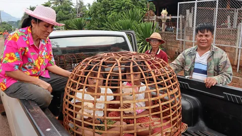 แห่นางแมว ขอฝนสู้แล้ง ทะเลสาบแห้ง นกอพยพหนี