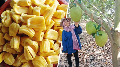 ขนุนไม่แพ้ทุเรียน จีนรับไม่อั้น