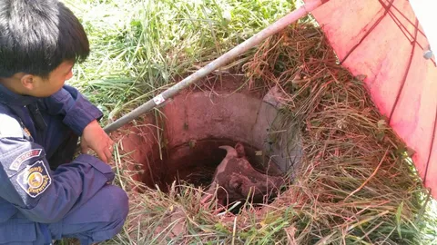 กู้ภัยสุพรรณบุรีใจดี ช่วยควายสาวตกบ่อบาดาล ที่ด่านช้างสำเร็จ