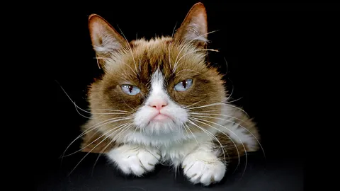 เหมียวหน้าบูดบึ้ง