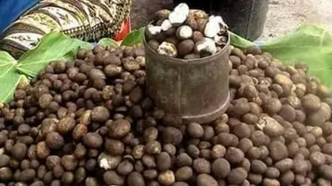 เตือนซื้อเห็ดถอบตามตลาดชายแดน สปป.ลาว ที่เชียงราย อาจเจอเห็ดปลอมผสม