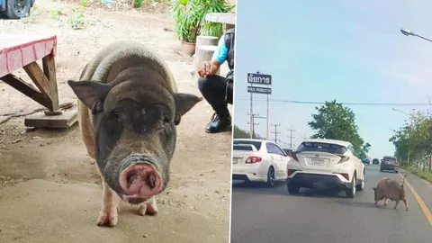 โดนัทอยู่ไหน "หมูอ้วน"ติดใจ เดินดั้นด้นตามหา รถเบรกหลบกันวุ่น