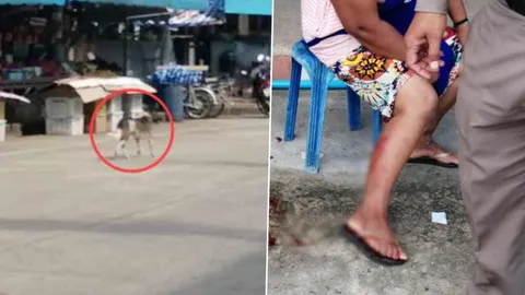 ผวา "จอมงับน่อง" ฝังเขี้ยวเหยื่อนับสิบ กัดแล้วหนี หวั่นหมาบ้า