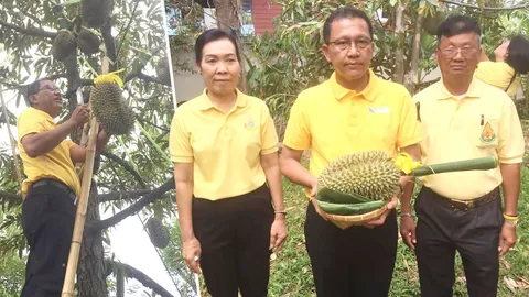 1 มิ.ย.นี้ เตรียมประมูล ทุเรียนนนท์ เผยปี61 ก้านยาวลูกเดียว 8 แสน