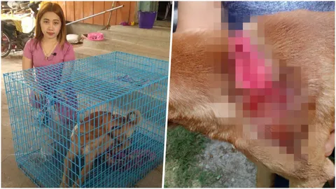 หนุ่มสุดโหด ฉุนหมาตัวเองกัดแพ้ คว้ามีดฟันคอหมาคู่กรณี เย็บ 35 เข็ม 