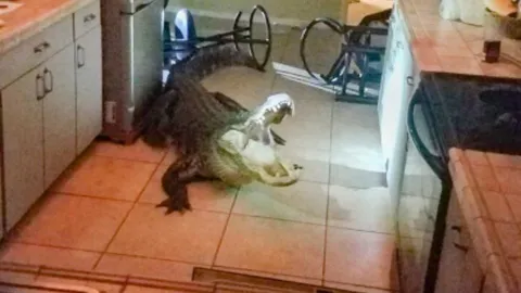  คุณยายมะกันช็อก เจอจระเข้ตัวใหญ่ ยาวกว่า 3 เมตร เข้าบ้านกลางดึก  (คลิป)