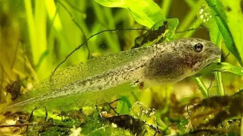 แสงตอนกลางคืนอันตรายต่อสัตว์ครึ่งบกครึ่งน้ำ