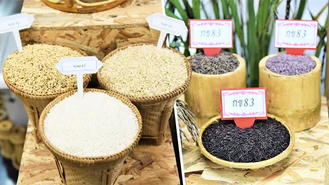 เปิดพันธุ์ข้าวใหม่ 5 พันธุ์ เฉลิมพระเกียรติ ร.10 เนื่องในโอกาสมหามงคล
