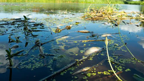 น้ำเน่าเสีย ชาวหมู่ 2 ต.กงหรา วอน สนง.สิ่งแวดล้อม จ.พัทลุง มาตรวจสอบหาสาเหตุด่วน