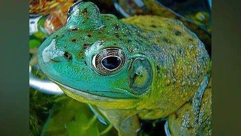 บูลฟร็อก..กบยักษ์