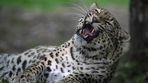 ช็อกอุทยานแอฟริกาใต้ เสือดาวปีนข้ามรั้วขย้ำเด็ก 2 ขวบดับสลด