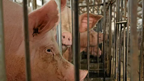 จี้ห้ามนำเข้าหมู-ผลิตภัณฑ์แปรรูป หวั่นอหิวาต์แอฟริกา ระบาดเข้าไทย