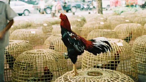 ลูกฆ่าพ่อ ตามทวงไก่ชน กลับโดนฟาดด้วยคมแฝก แทงสวนแผลเดียวดับ 