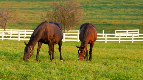 หมา 3 ม้า 2