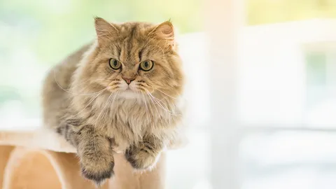 ก.ม.ห้ามถอดเล็บวิฬาร์