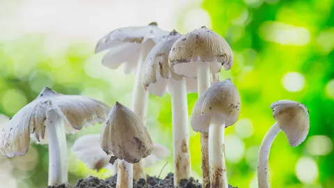 ฝนแล้วมองฟ้าดูเมฆ ญาณทิพย์วิชาเก็บเห็ด