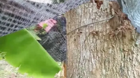 หนุ่มบ้านนา น้อยใจความพิการ ซดยาพิษก่อนผูกคอตายใต้ต้นมะม่วง