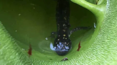 พบพืชกินสัตว์มีกระดูกสันหลังในแคนาดา