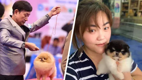 "ใจหาย" ยอดขายปอมเมอเรเนียนลดฮวบ จากปาก "เฮียกำพล" ฟาร์มสุนัข ระดับโลก