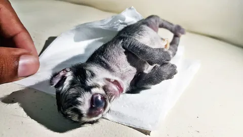 คอหวยสัตหีบฮือฮาตีเลขเด็ด ลูกแมวตาเดียว คนแก่บอกให้โชคเจ้าของบ้าน