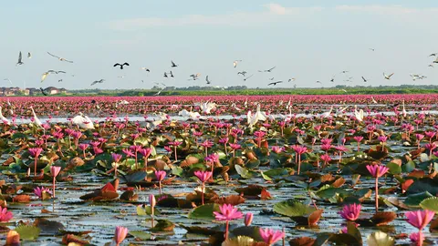 เปิดท่องเที่ยวเมืองพัทลุง สัมผัส "เขา...ป่า...นา...เล"