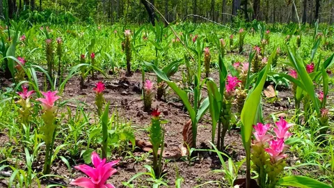 ชวนเที่ยว "ทุ่งดอกกระเจียว" พันธุ์พื้นถิ่น บานรับฝนที่พิษณุโลก 