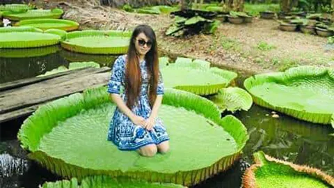 เที่ยวเชิงเกษตรสวนมาลัย "บัววิคตอเรีย"