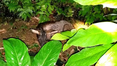 เลียงผาดวงซวย หลงป่าโดนหมาไล่กัดจนหมดแรง จนท.อช.แก่งกระจานรุดช่วย