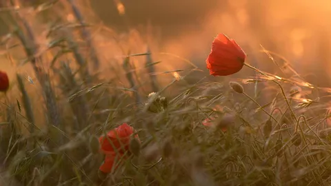 21 มิ.ย.นี้เป็น "วันครีษมายัน" กลางวันยาว กลางคืนสั้นที่สุดของปี