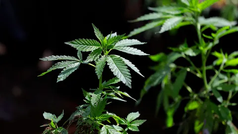 “อภัยภูเบศร” เจ๋งสกัดสารจากกัญชาได้