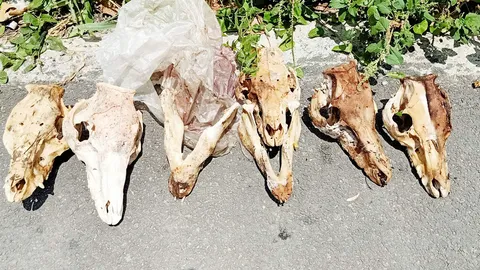 เหม็นเน่าจนทนไม่ไหว เดินตามกลิ่นพบซากสุนัข ถูกชำแหละทิ้งกว่า 50 ตัว