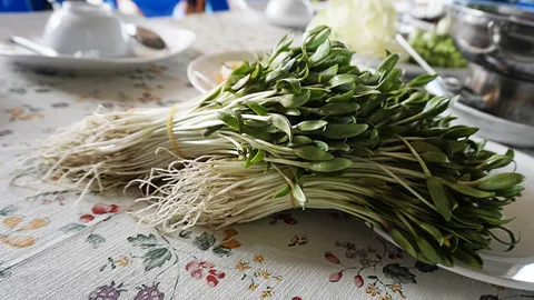 ยอดอ่อนผักกระชับงอก จากวัชพืชสู่จานในเหลา