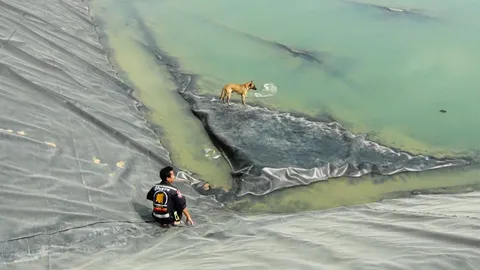 ช่วยสุนัขตกบ่อ