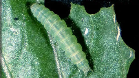 หนอนใยผัก@กวางตุ้ง