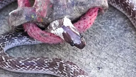 คนขี่ตกใจผู้โดยสารไม่ได้รับเชิญ งูลายสอซุกเบาะจยย. คอหวยไม่พลาดจดเลขแล้ว