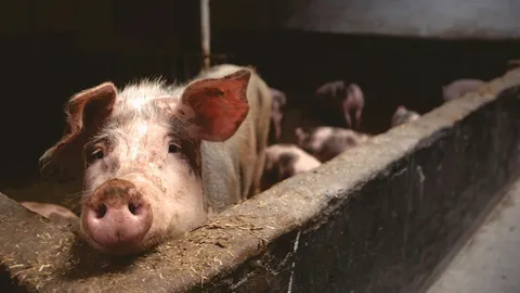 ตั้งศูนย์ฯ รับภาวะฉุกเฉิน ป้องกัน สุกรป่วย AFS