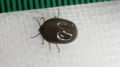 โอ้แม่เจ้า "เห็บรถถัง" ดิ้นดุ๊กดิ๊กอยู่ในหู หมอเตือนเลี้ยงหมาต้องระวัง (คลิป)