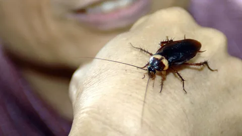 หมอเผยไม่ใช่แค่เห็บรถถัง แต่ยังมีหนอนแมลงวัน แมลงสาบ พาเหรดดุ๊กดิ๊กในรูหู (คลิป)