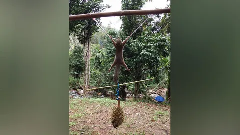 หนุ่มโพสต์เฟซบุ๊กขึงพืดกระรอกโทษฐานขโมยทุเรียน บอกรูปคนอื่นไม่ใช่ของผม